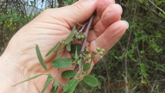 Phyllanthus reticulatus reticulatus