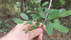 Phyllanthus reticulatus reticulatus