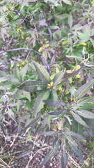 Vitex agnus-castus