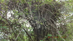 Phyllanthus reticulatus reticulatus