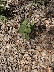Ruellia occidentalis