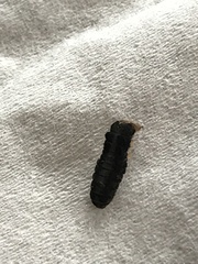 Monocesta coryli