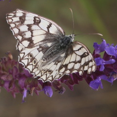Melanargia russiae