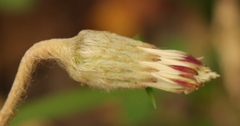 Gerbera cordata