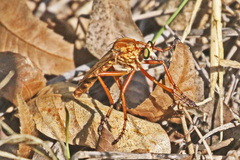 Diogmites crudelis