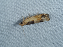 Crocidosema plebejana