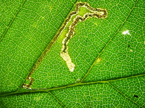 Stigmella ulmivora