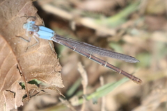 Argia moesta