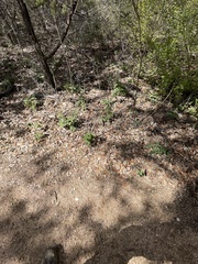 Ruellia occidentalis