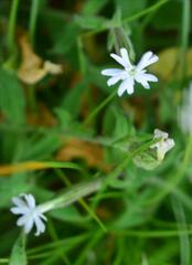 Silene undulata