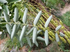 Styphnolobium japonicum