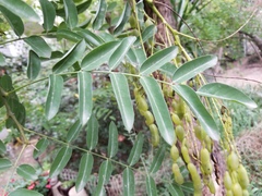 Styphnolobium japonicum