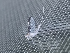 Callibaetis pictus