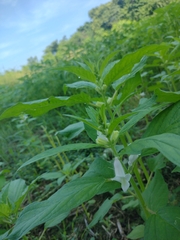 Sesamum indicum