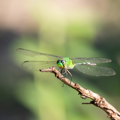 Erythemis vesiculosa
