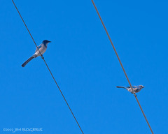 Aphelocoma coerulescens