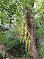 Styphnolobium japonicum