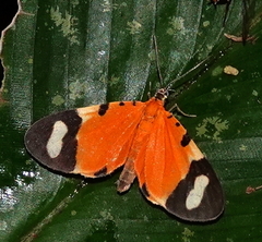 Eudule pulchricolora