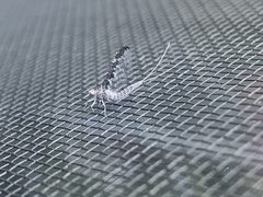 Callibaetis pictus