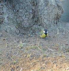 Parus major