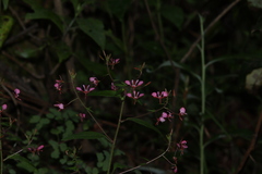 Lopezia racemosa