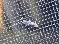 Callibaetis pictus