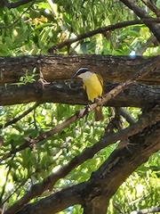 Pitangus sulphuratus