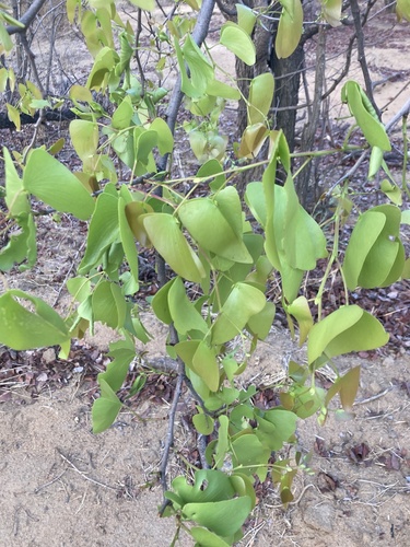 Mopane