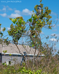 Aphelocoma coerulescens