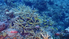 Acropora cervicornis