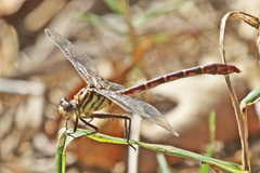 Dromogomphus spoliatus