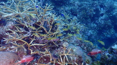 Acropora cervicornis