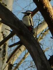 Dendrocopos major