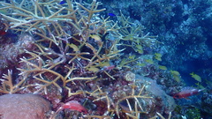 Acropora cervicornis