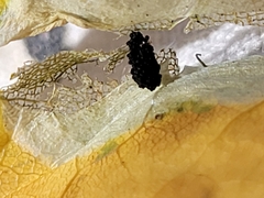 Phyllonorycter schreberella