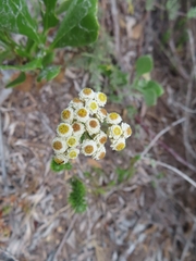 Helichrysum teretifolium