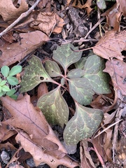 Pachysandra procumbens