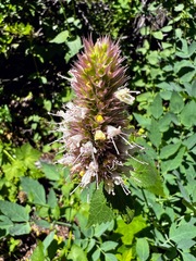 Agastache urticifolia