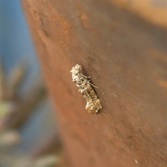 Lepidoptera
