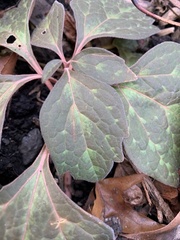 Pachysandra procumbens