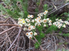 Helichrysum teretifolium