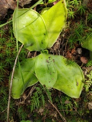 Pinguicula