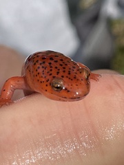 Pseudotriton ruber