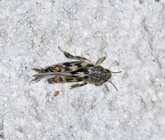 Ellipes minuta