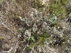 Crucianella maritima