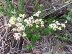 Helichrysum teretifolium