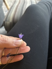 Campanula intercedens