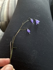 Campanula intercedens