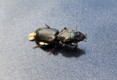 Scarites subterraneus