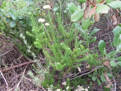 Helichrysum teretifolium